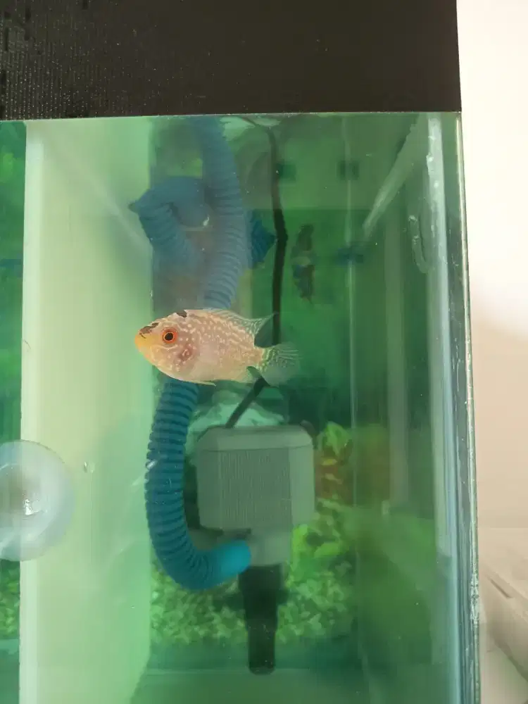 Ikan Hias Louhan Golden Base Kamfa GB - Sesuai Foto