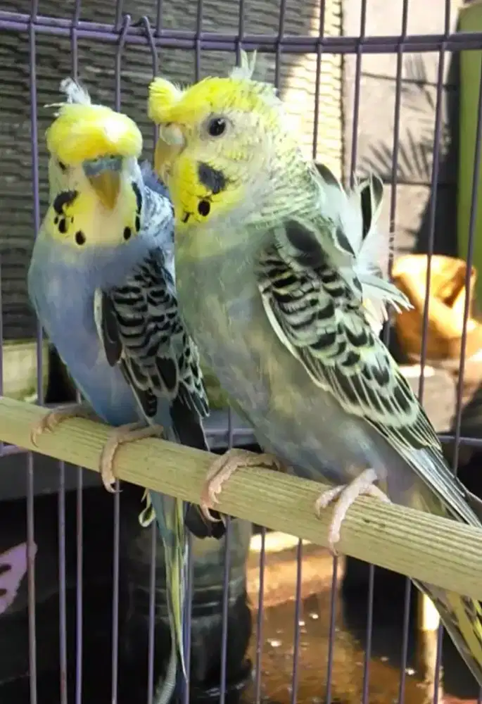 Burung parkit  hagoromo