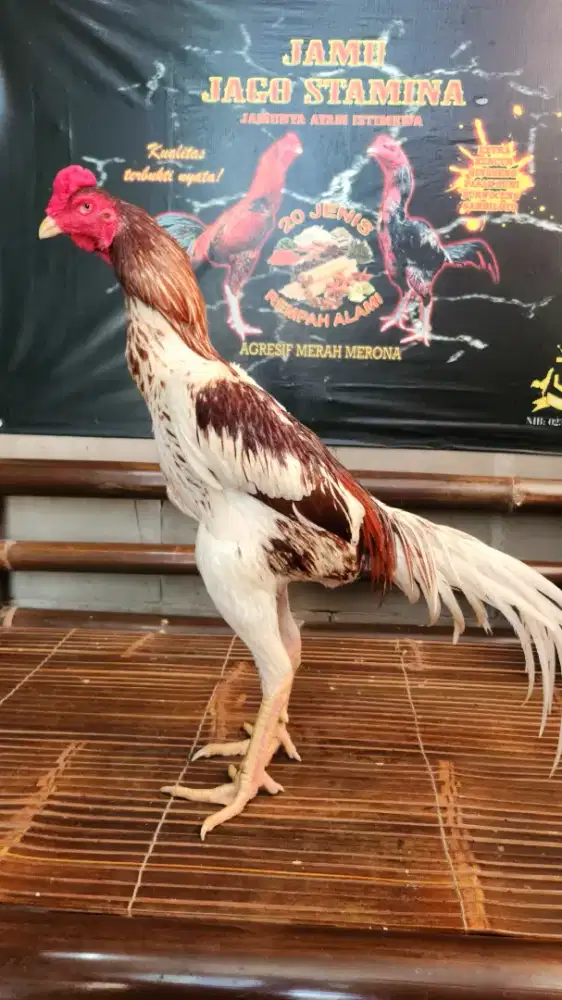 Ayam bangkok selatan x shamo super mewah big body