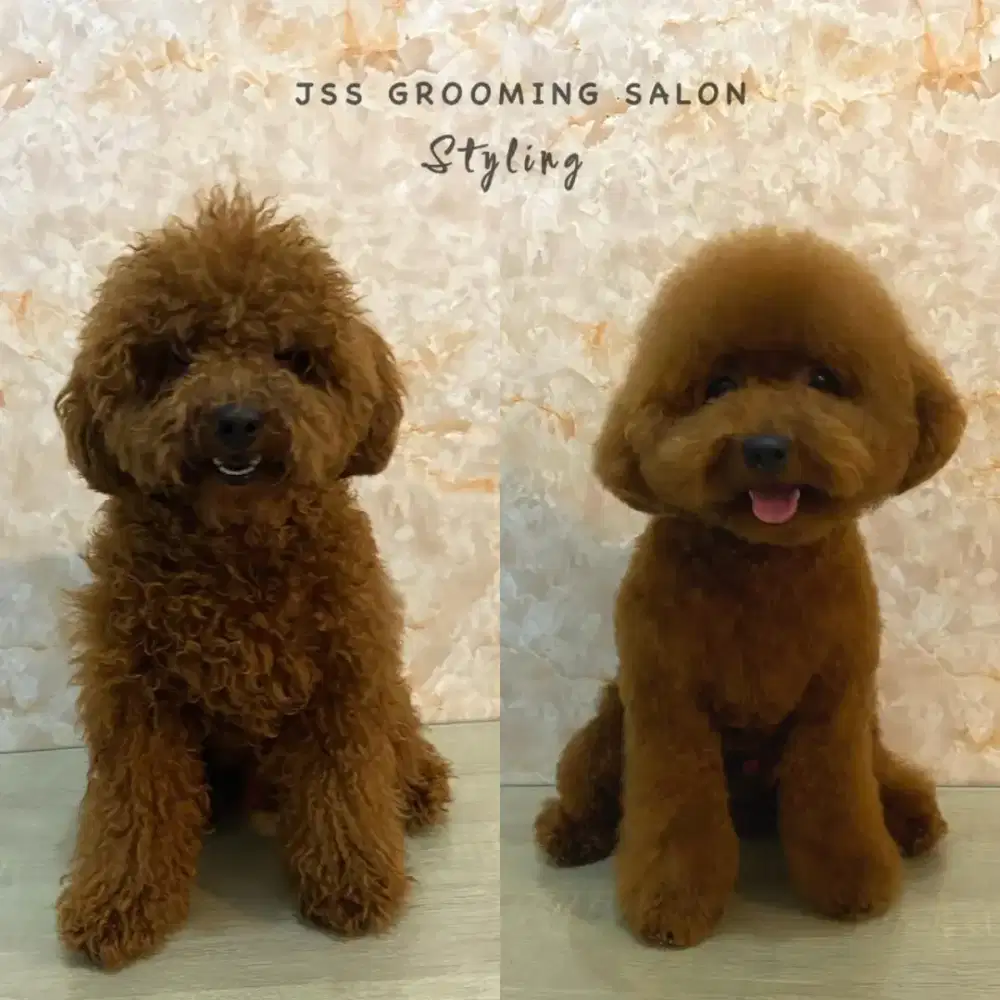 Grooming anjing denpasar selatan
