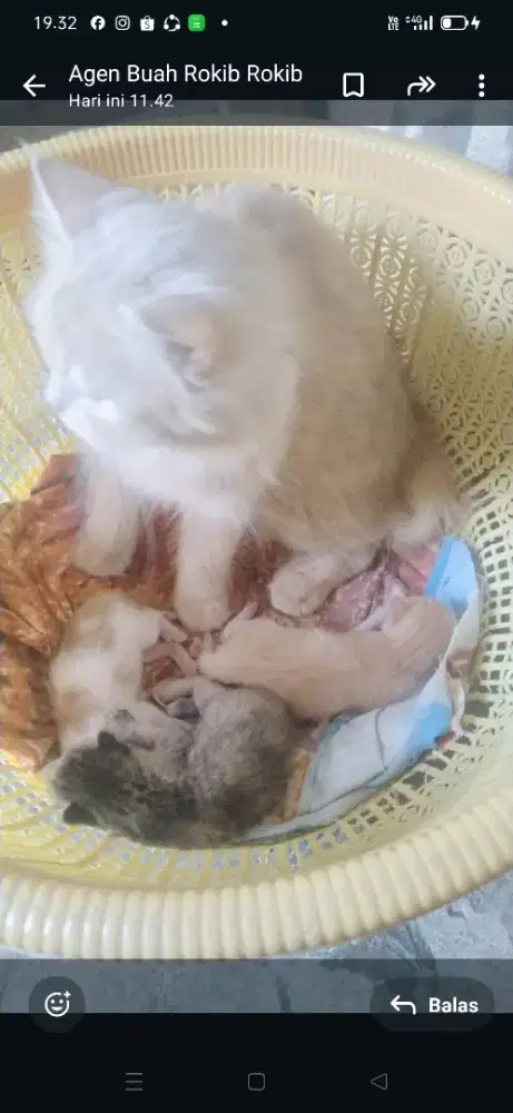 Kucing anggora induk dan 3ekor anak nya