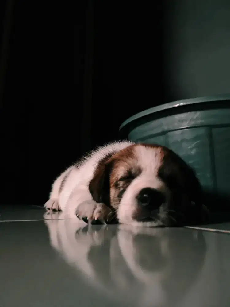 Anjing mix husky x Labrador