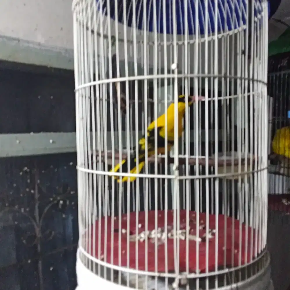 Kepodang Rajin Bunyi