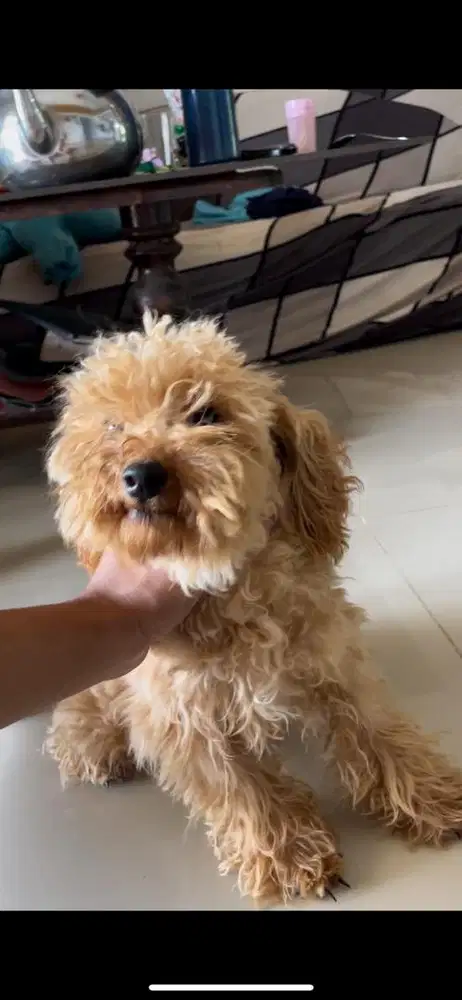 Anjing poodle jantan vaksin lengkap