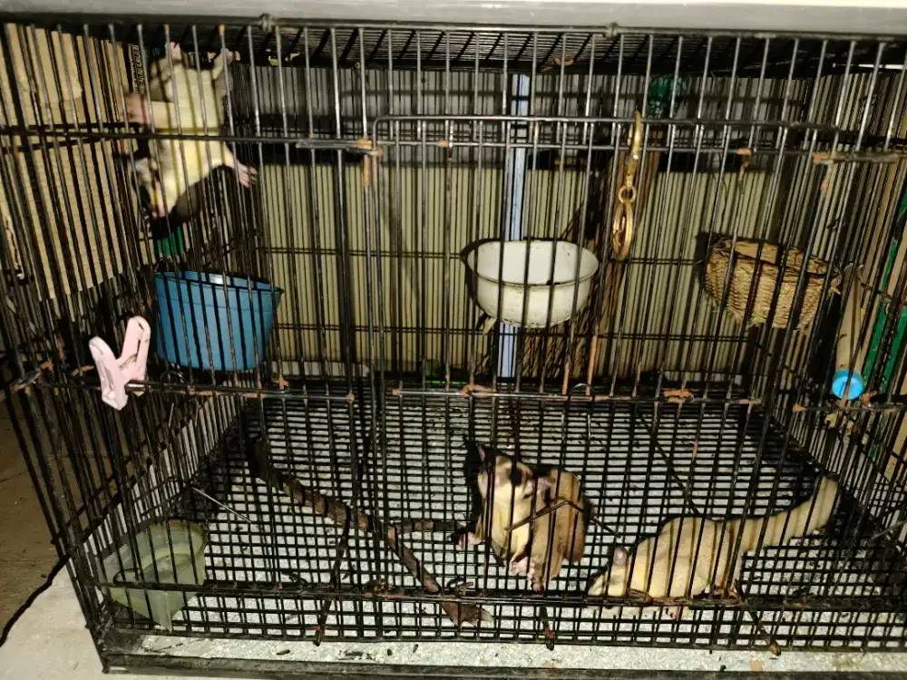 Sugar glider 3 hewan