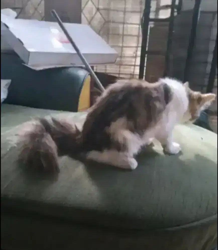 Persia betina gembul buntutnya