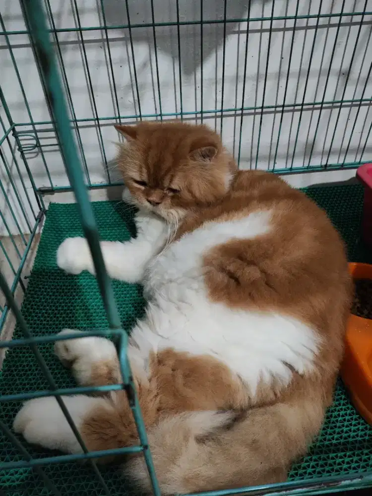 Kucing persia peak nose