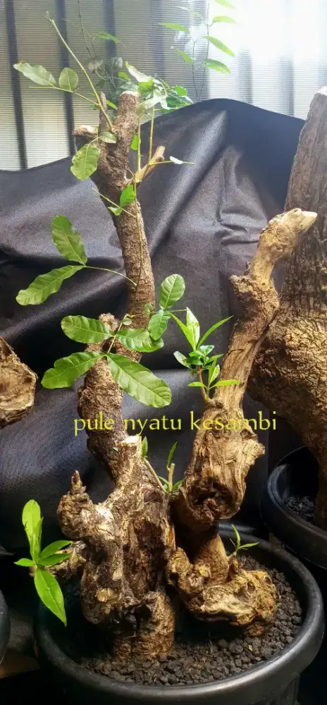 Bonsai pule nyatu kesambi