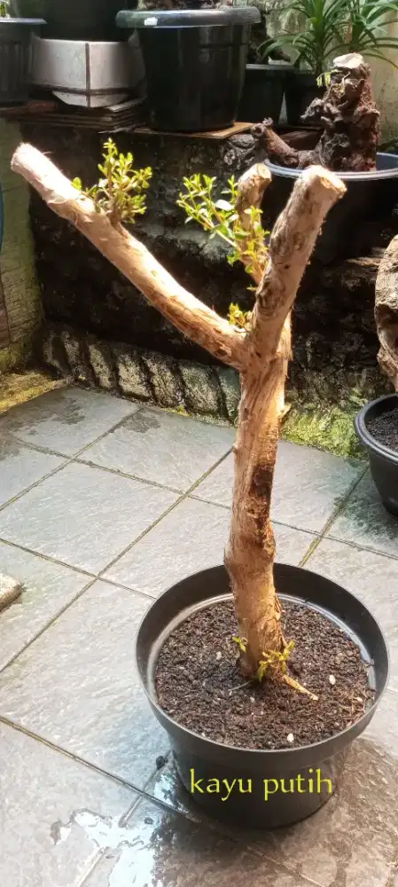 Bonsai kayu putih