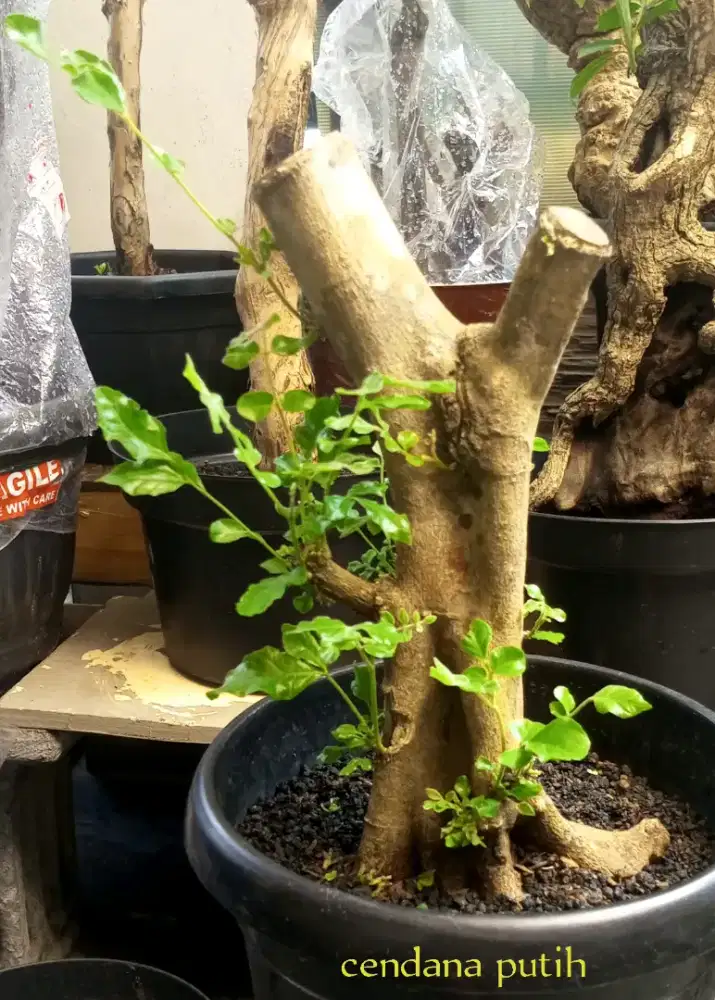 Bonsai cendana putih