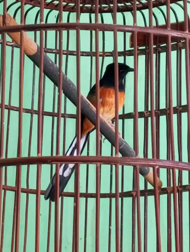 Murai batu gacor fullset