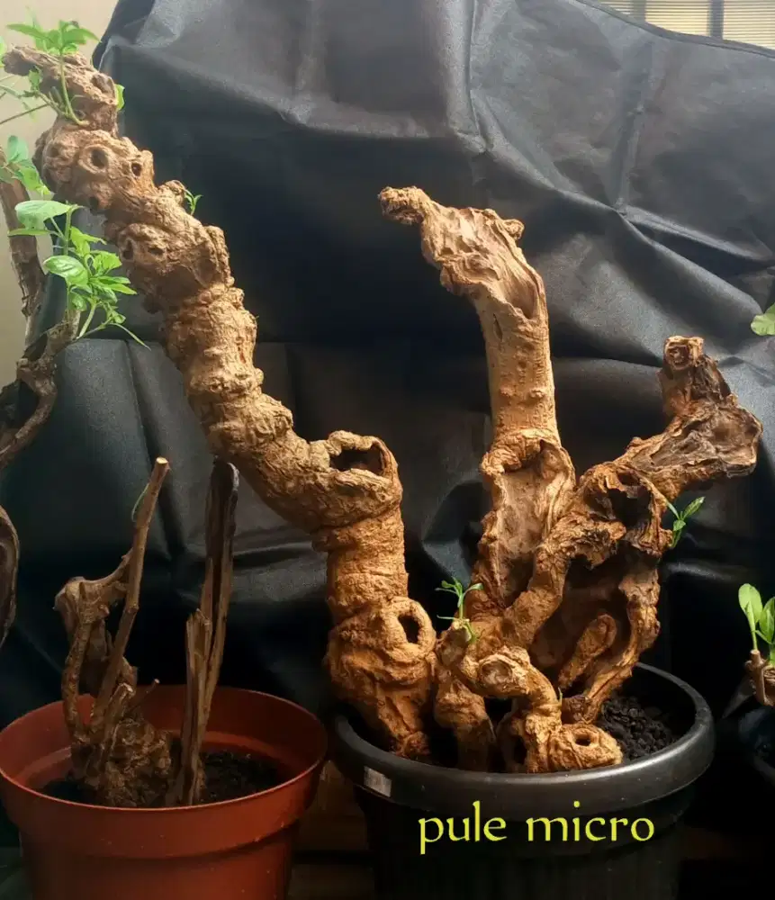 Bonsai pule micro