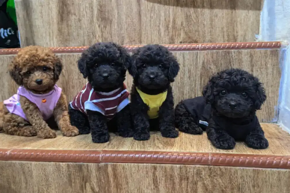 Toy poodle black and choco