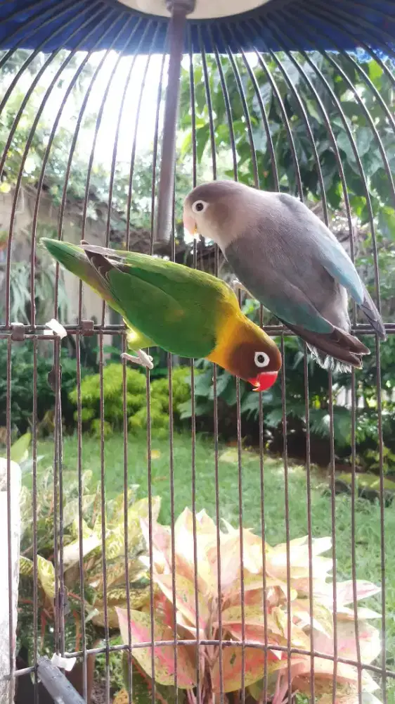 PASANGAN LOVEBIRD RESMI