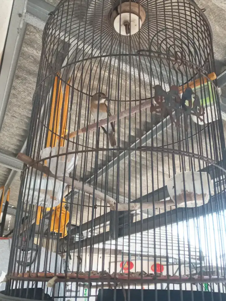 Burcil full set udh Rajin spek lumayan kenceng