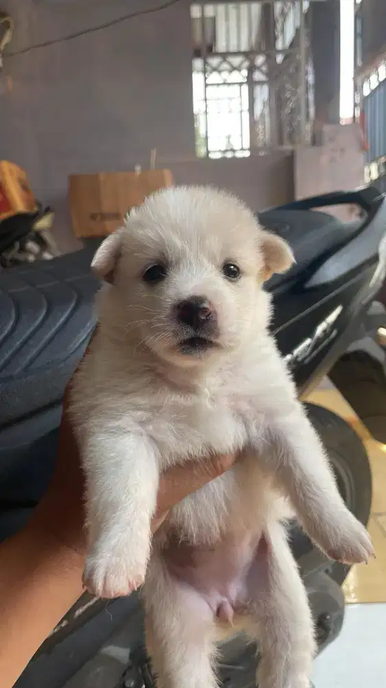 anjing puppy mix kintamani