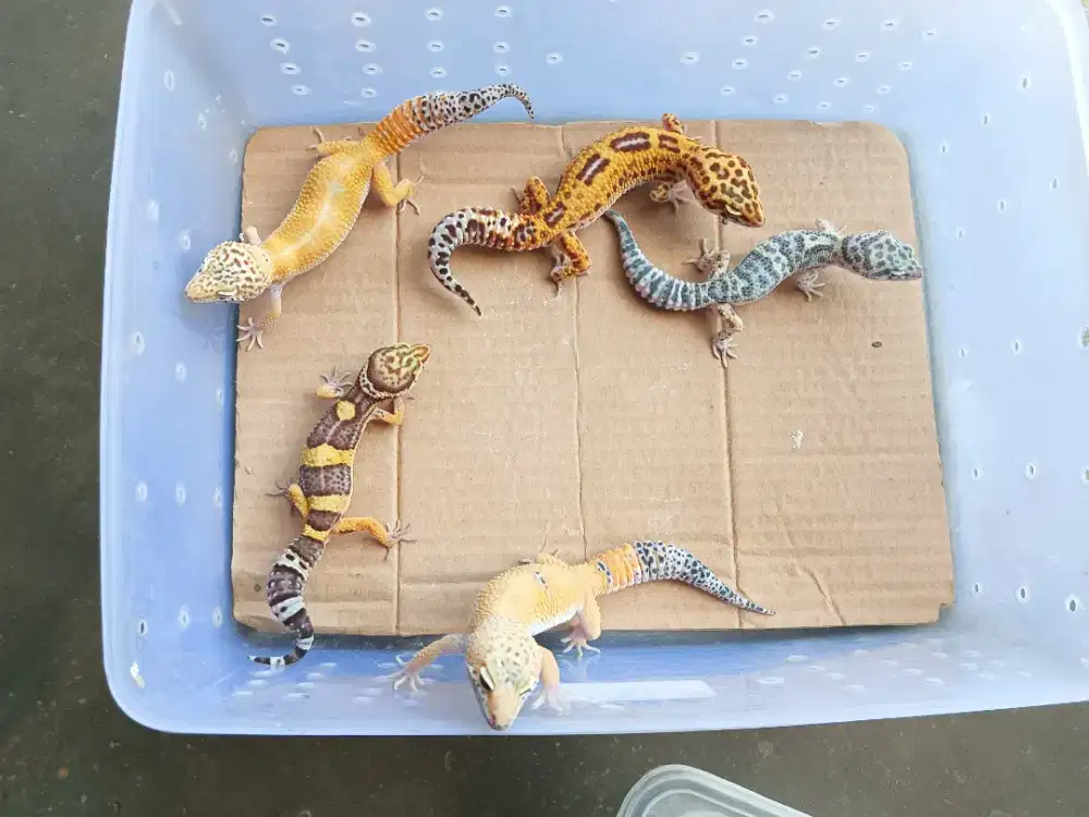 Leopard gecko 5 ekor