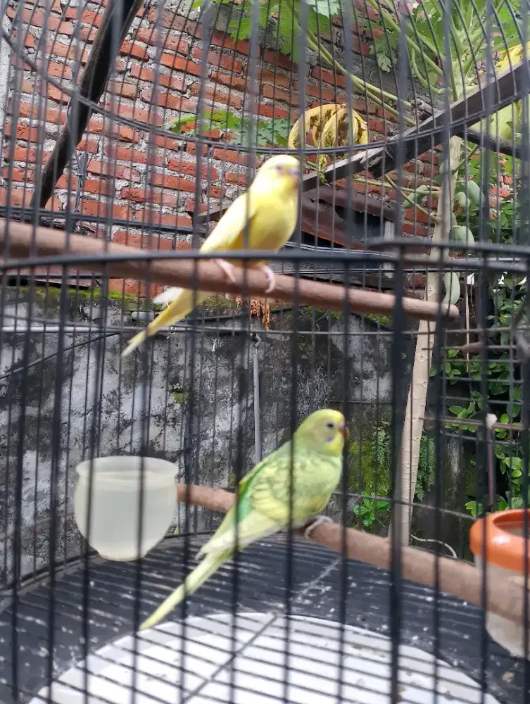 Burung parkit remaja