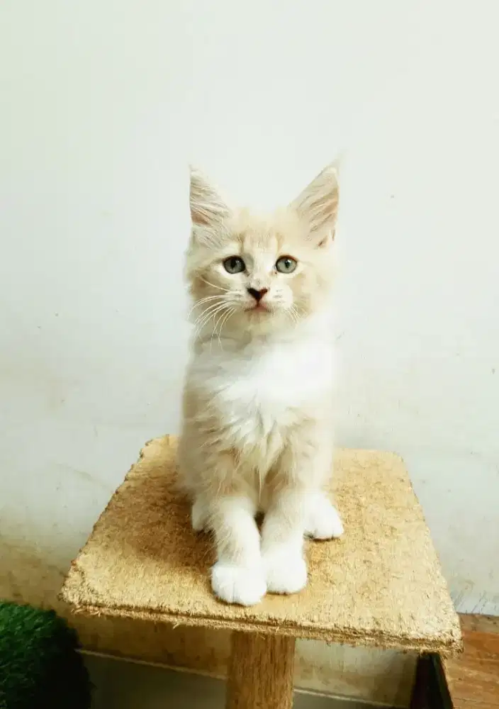 Kitten mainecoon betina pure no mix. Induk ped cfa maine Coon