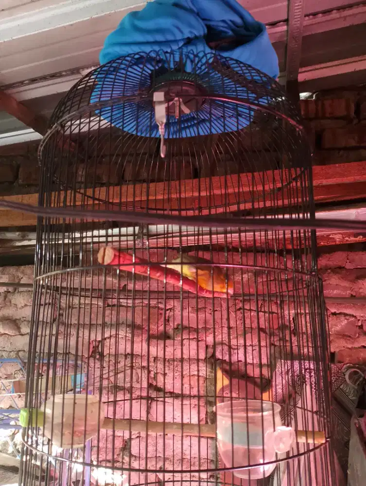 Burung Kenari paud ngriwik