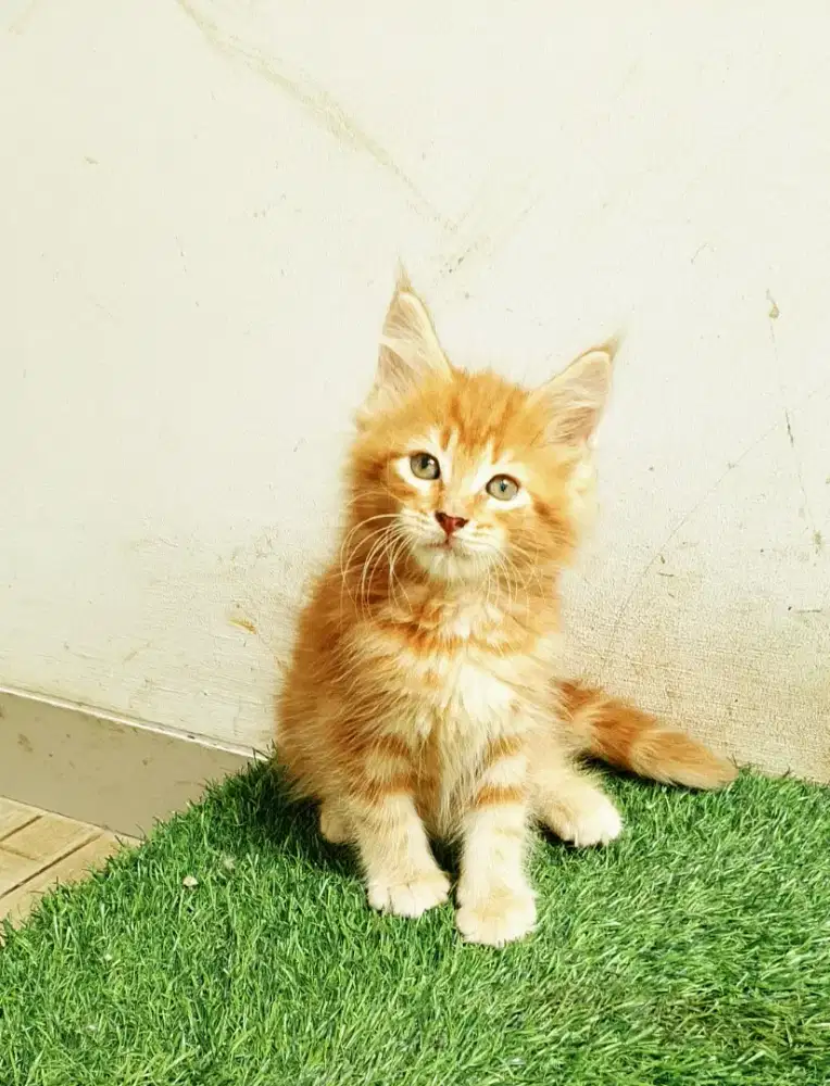 Kitten mainecoon jantan pure bukan mix. Induk ped cfa