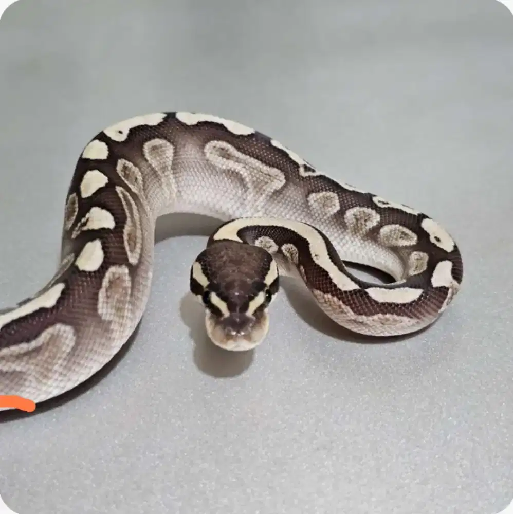 Ballpython ghi lesser het clown