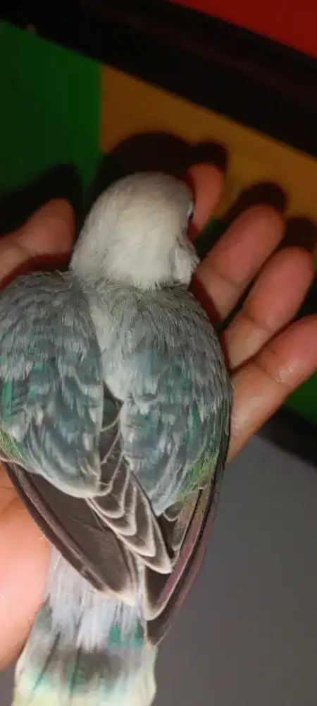 Lb euwing blue jinak