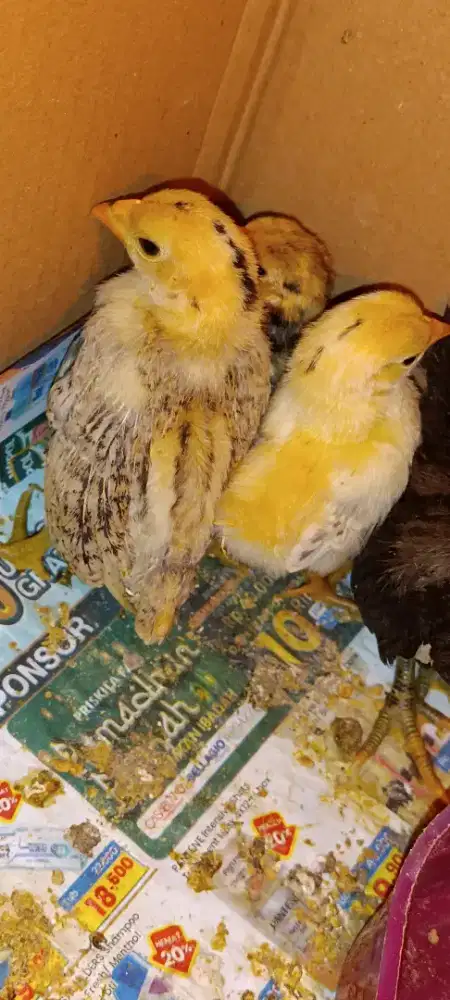 Anak ayam seramah berkualitas