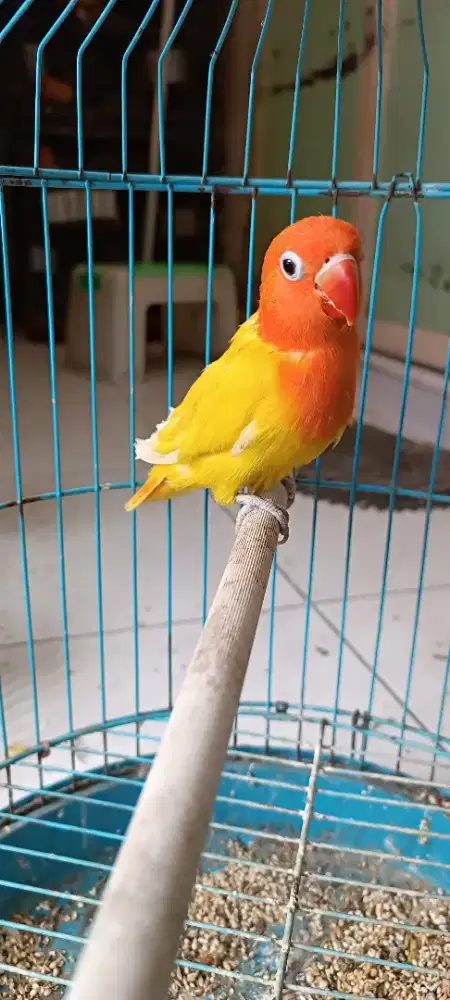 Lb biola pastel no cemong