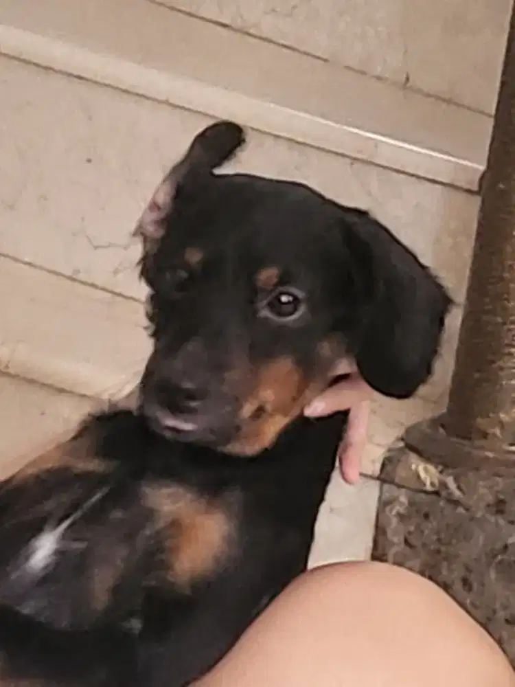 Dicari pembantu rumah tangga