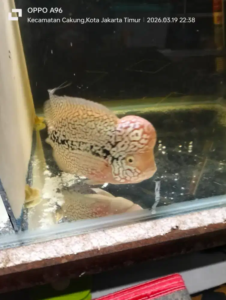 KAMFA F2 ORI thailand