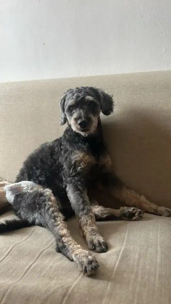 Dicari pembantu rumah tangga tidur dalam