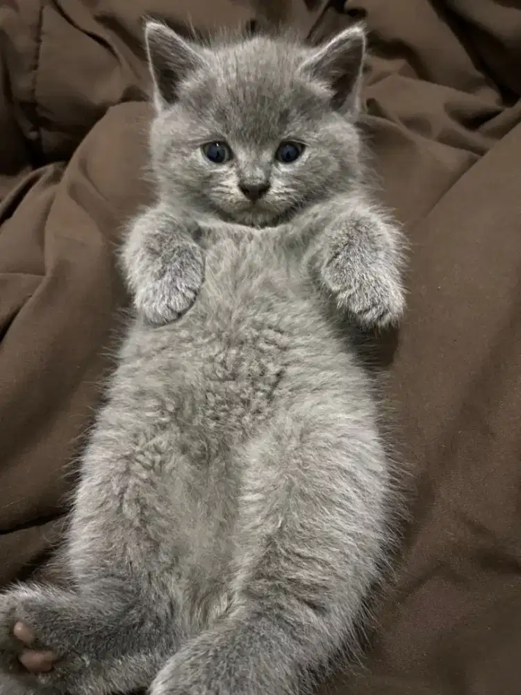 Kitten Bsh murah aja