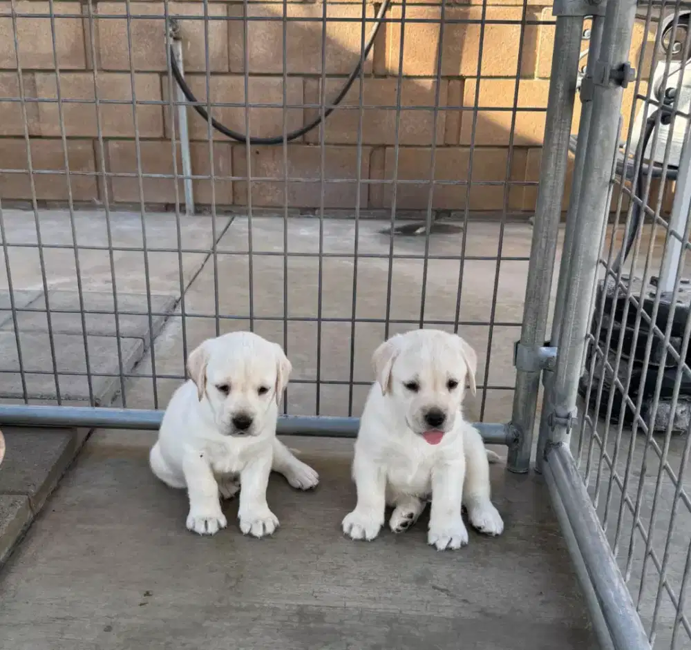 ANAK ANJING LABRADOR