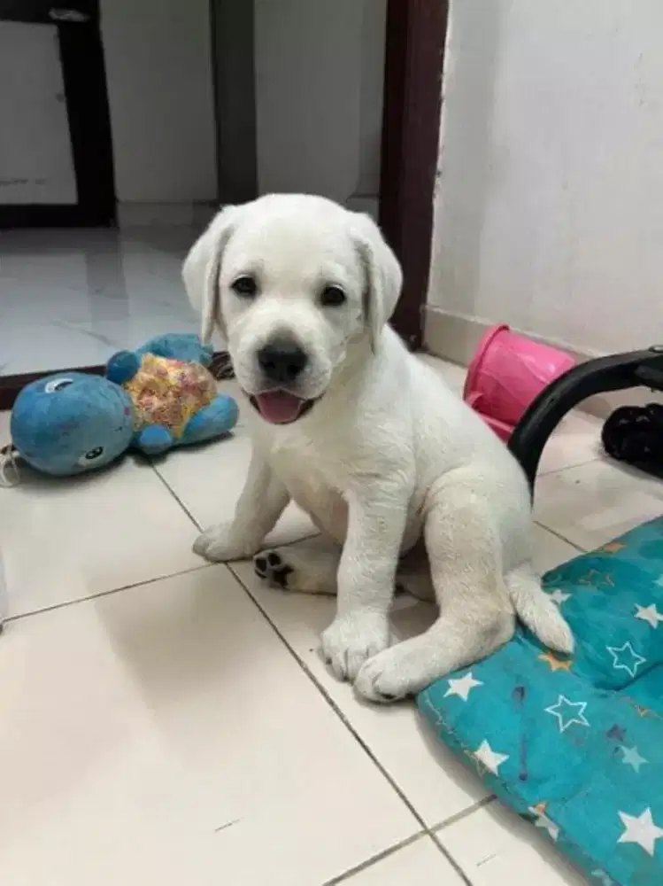 ANAK ANJING LABRADOR