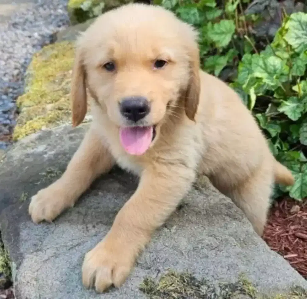 ANJING GOLDEN RETRIEVER