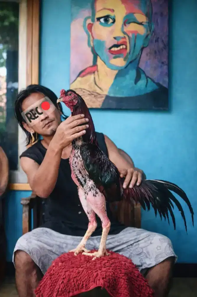 Ayam jago Bangkok Pamathai