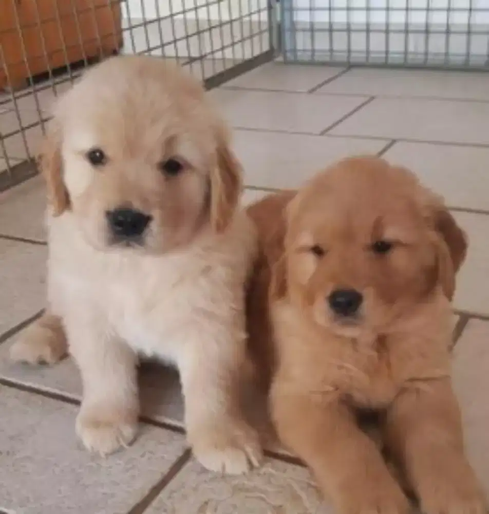 ANJING GOLDEN RETRIEVER