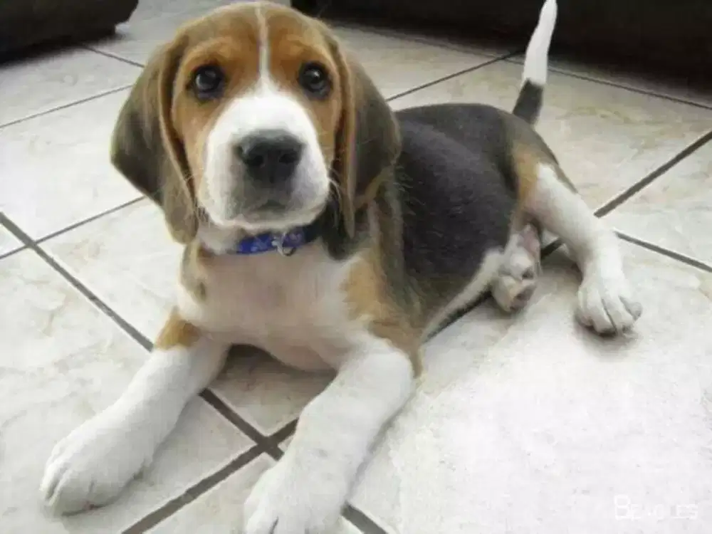 ANAK ANJING BEAGLE