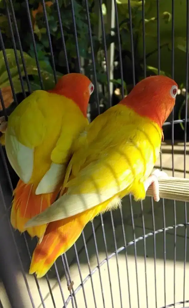 Burung Lovebird biola lutino mm