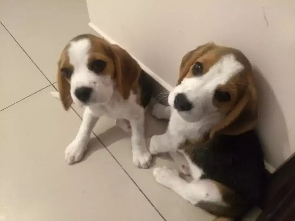 ANAK ANJING BEAGLE