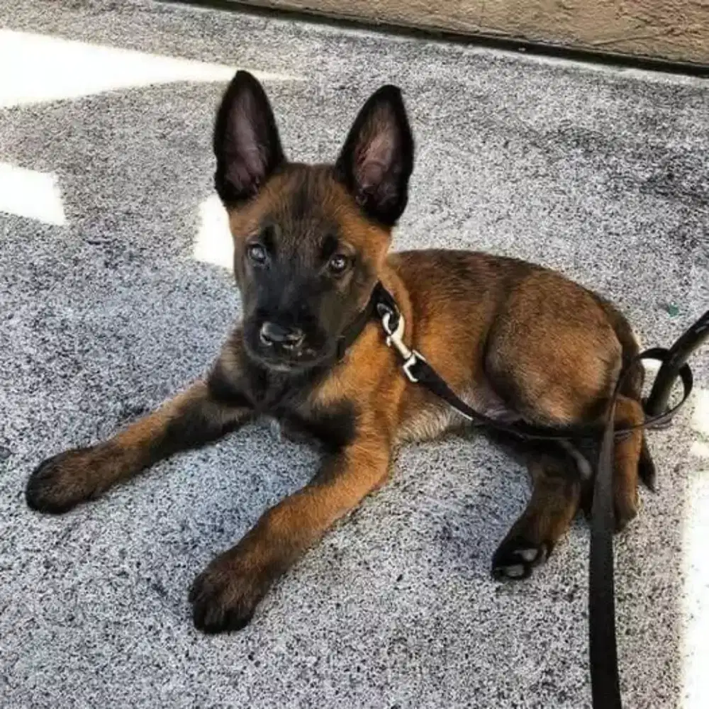ANJING BELGIAN MALINOIS