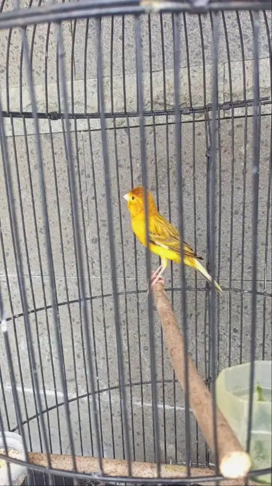 Kenari lokal rajin bunyi