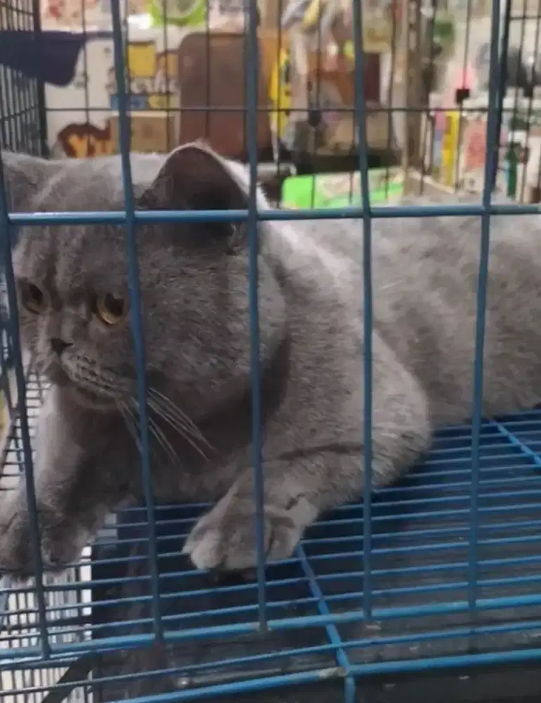BSH Blue Male dan BSH Bicolor Blue Female ( Proven )