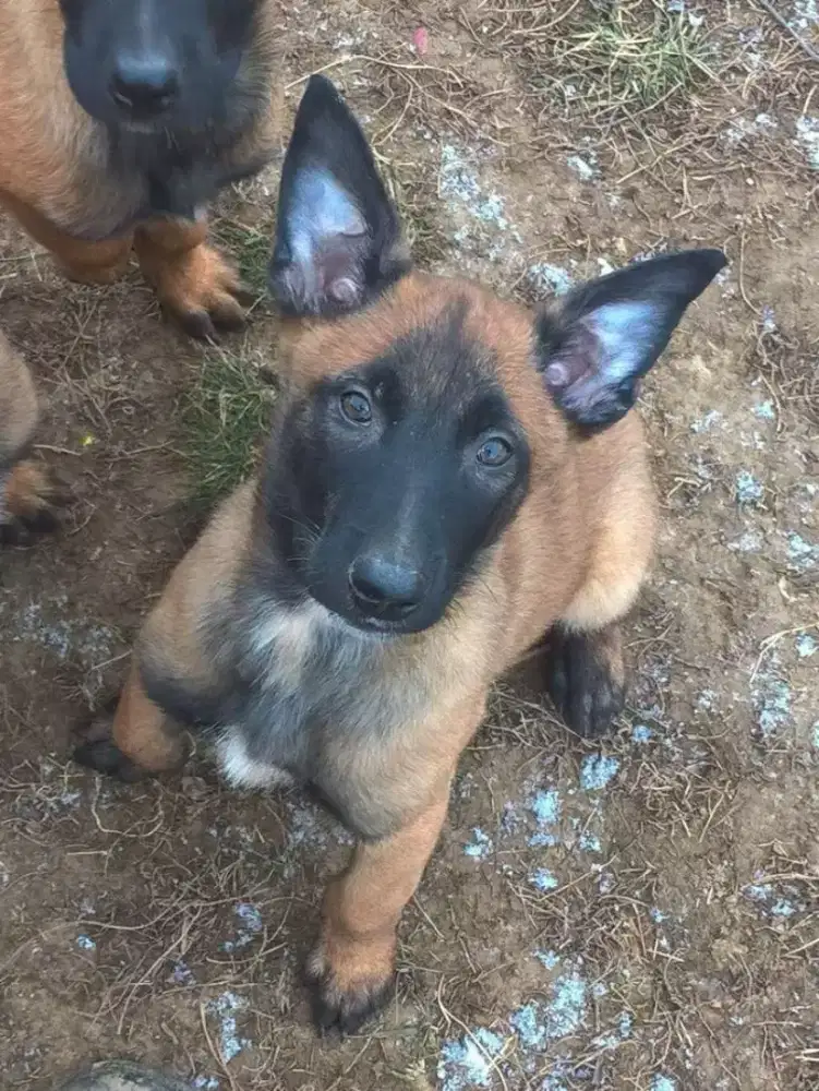 ANJING BELGIAN MALINOIS