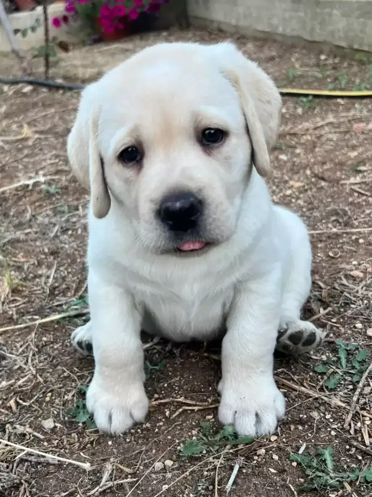 ANJING LABRADOR RETRIEVER
