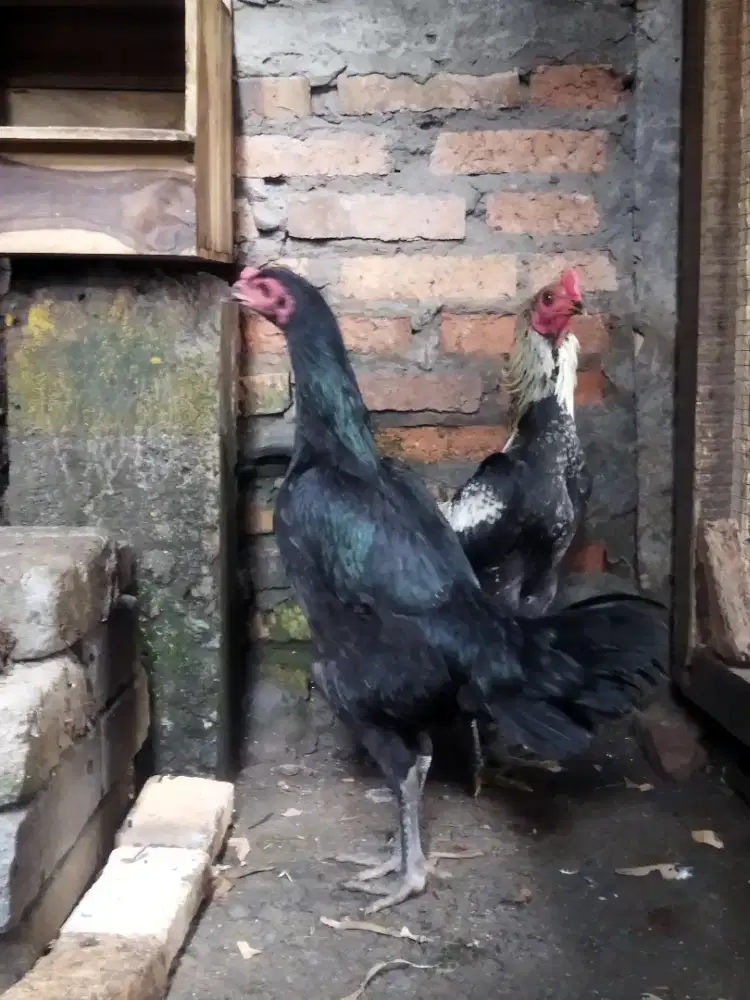 Ayam sepasang berkualitas