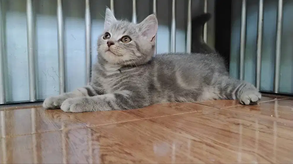 kitten bsh british shorthair blue tabby