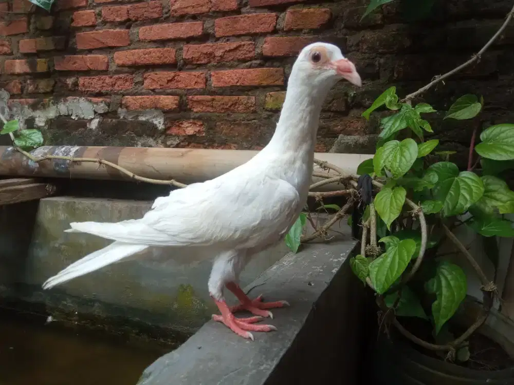 Merpati Pos english carrier