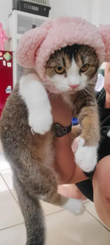 Open Adopt Kucing BSH Campuran